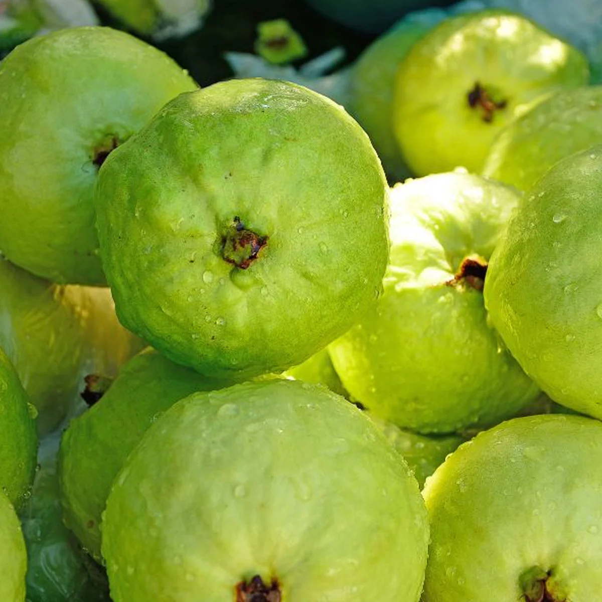 Pure Organic Juicy Guava Bliss - obrazek 2