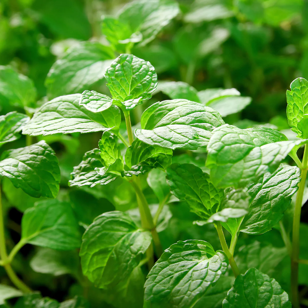 Fresh Tropical Organic Mint Herb - obrazek 2