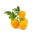 Organic Fresh Yellow Tomato Flavor