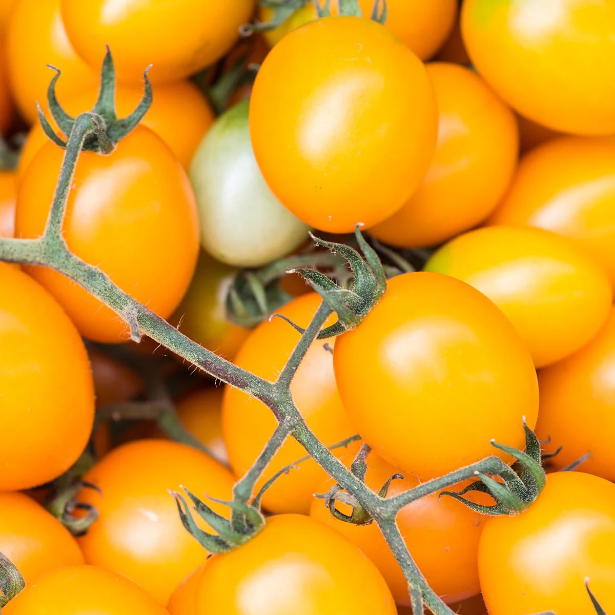 Organic Fresh Yellow Tomato Flavor - obrazek 2