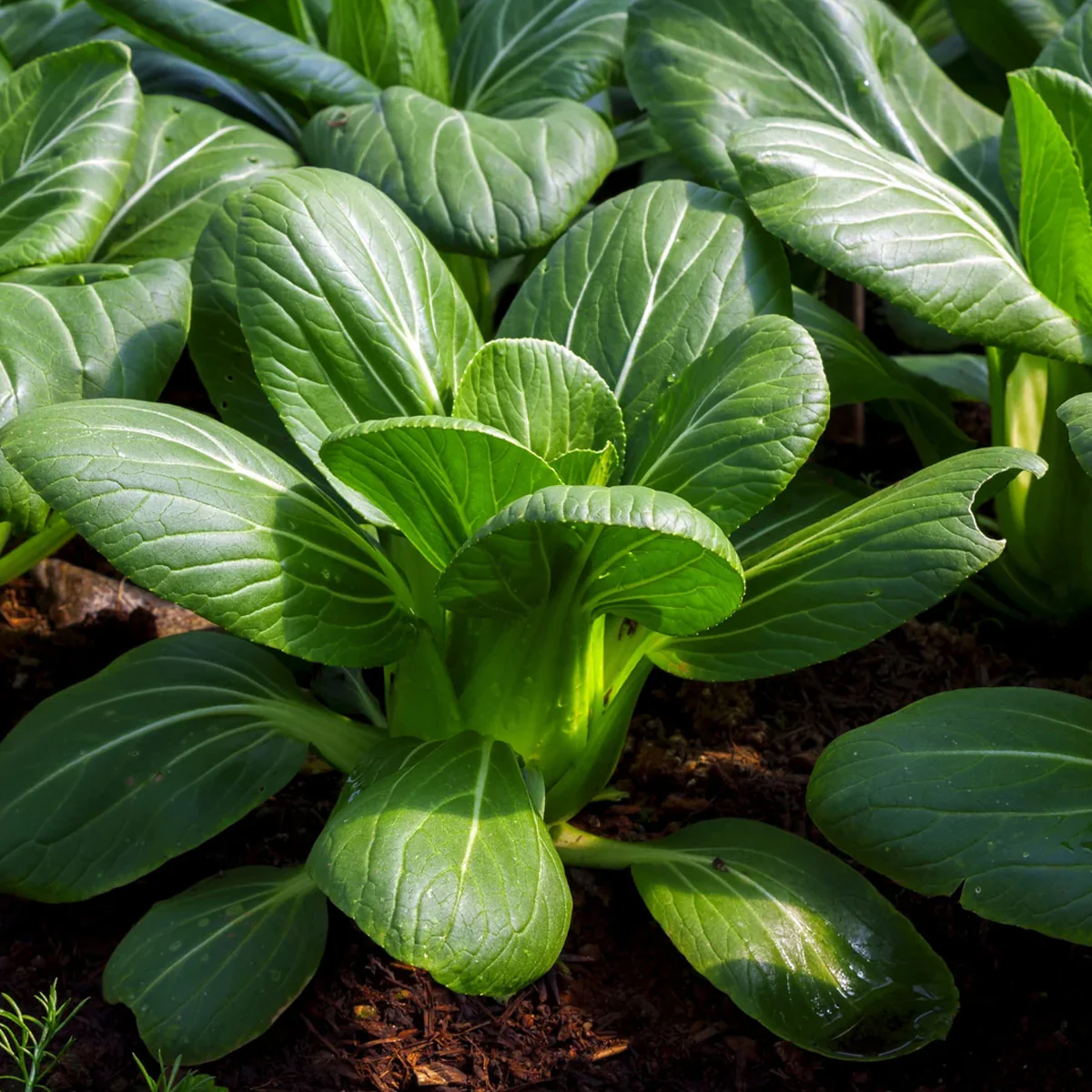 Healthy Organic Green Bok Choy - obrazek 2