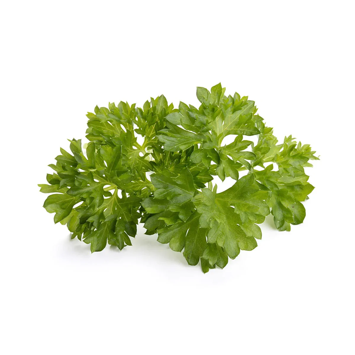 Natural Fresh Organic Parsley Flavor