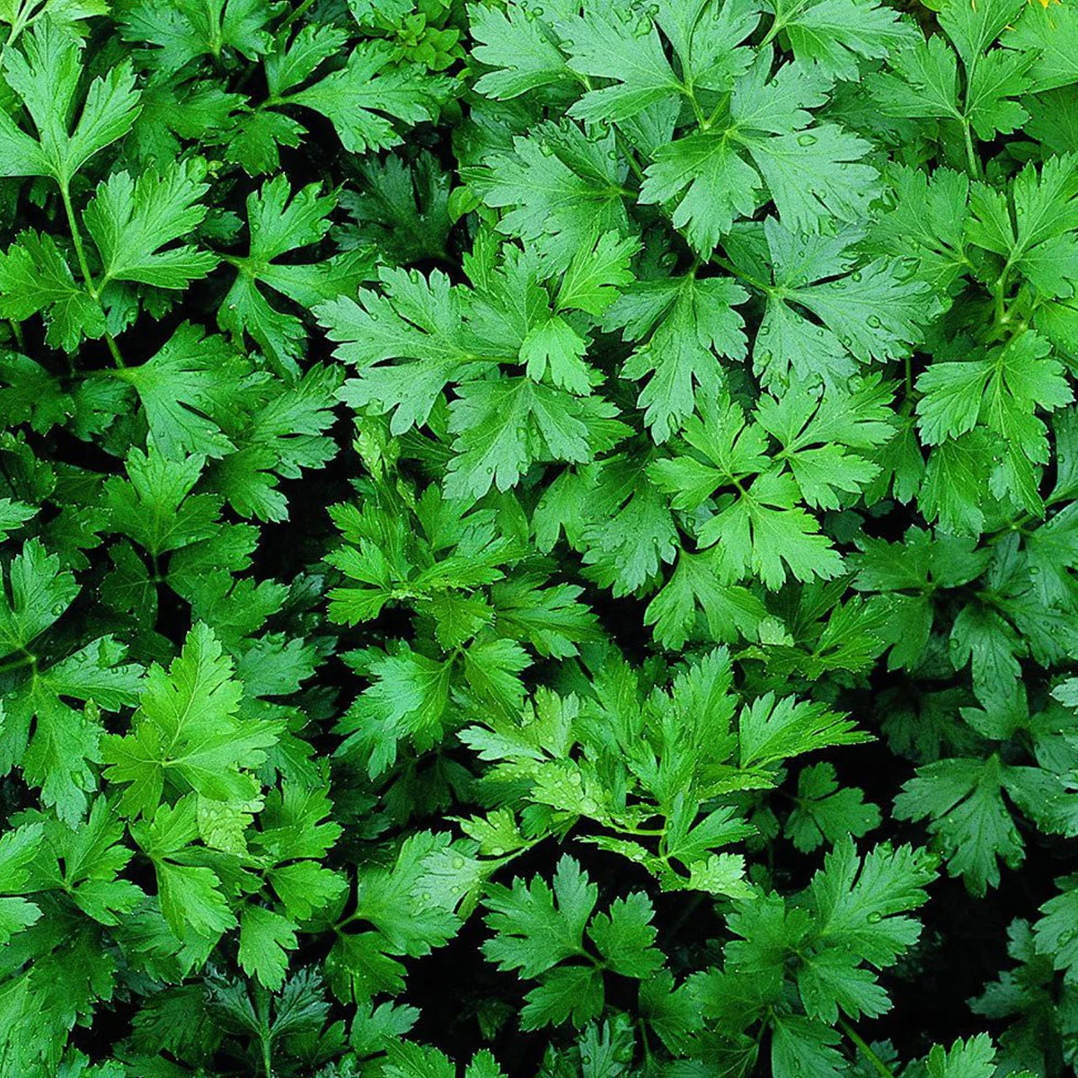 Natural Fresh Organic Parsley Flavor - obrazek 2